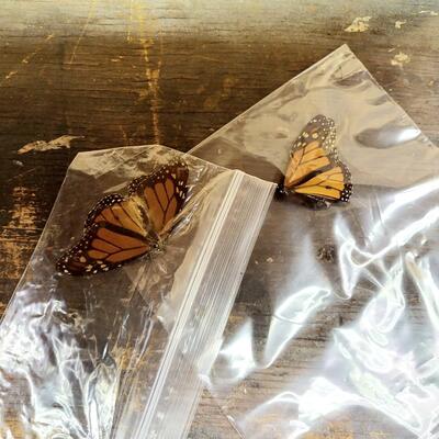 MONARCH BUTTERFLY COLLECTION