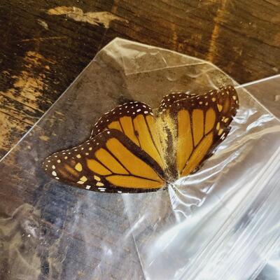 MONARCH BUTTERFLY COLLECTION