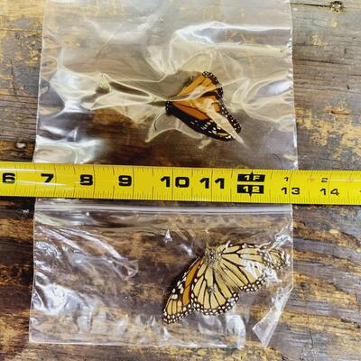 MONARCH BUTTERFLY COLLECTION