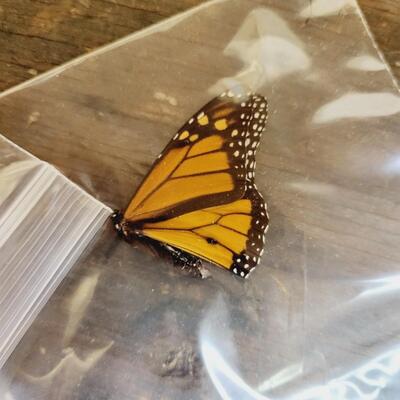 MONARCH BUTTERFLY COLLECTION