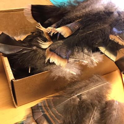 Box of Turkey Feathers & Other