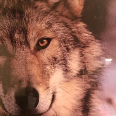 Wolf Poster Framed