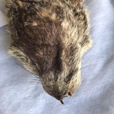 Muskrat?  Animal hide