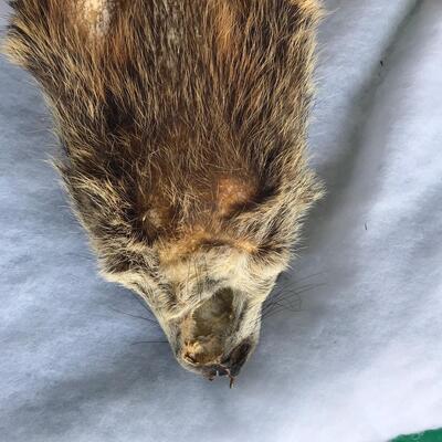 Muskrat?  Animal hide