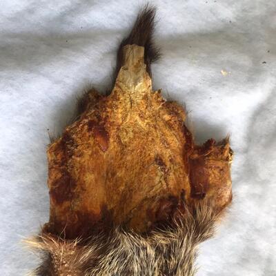 Muskrat?  Animal hide