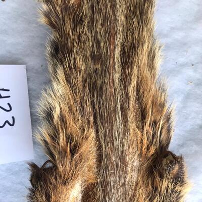 Muskrat?  Animal hide