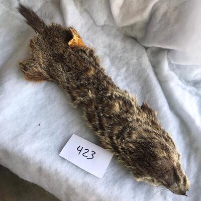 Muskrat?  Animal hide