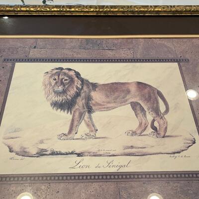 "Lion of Senegal"gorgeous frame,