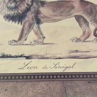 "Lion of Senegal"gorgeous frame,