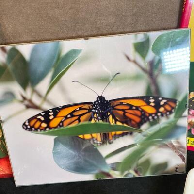 Lot 49. Butterfly Lot