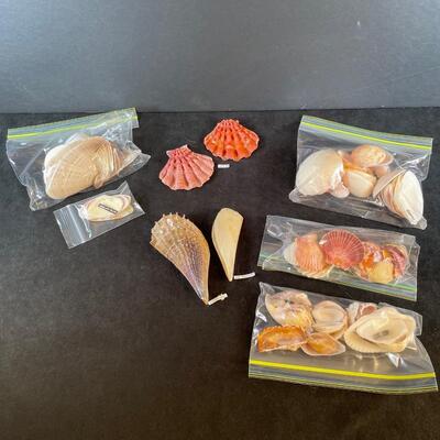 Lot 116. Assorted Sea Shells
