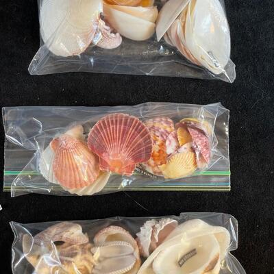 Lot 116. Assorted Sea Shells