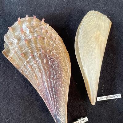 Lot 116. Assorted Sea Shells