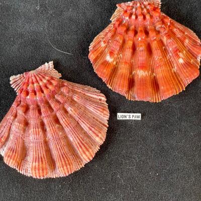 Lot 116. Assorted Sea Shells