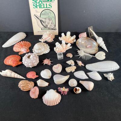 Lot 119. Box of Fancy Shells
