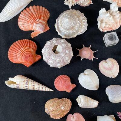 Lot 119. Box of Fancy Shells