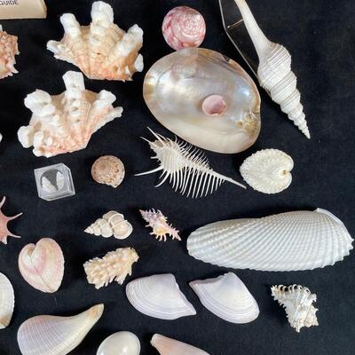 Lot 119. Box of Fancy Shells