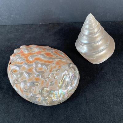 Lot 123. Abalone and Cone Shell
