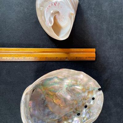 Lot 123. Abalone and Cone Shell
