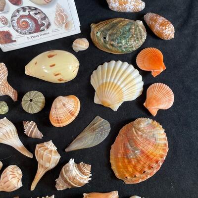 Lot 126  Shell Assortment and Book