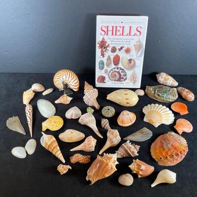 Lot 126  Shell Assortment and Book