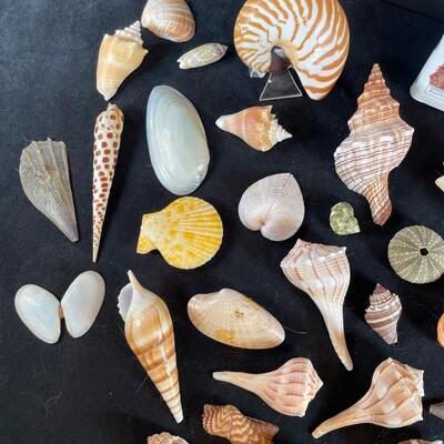 Lot 126  Shell Assortment and Book