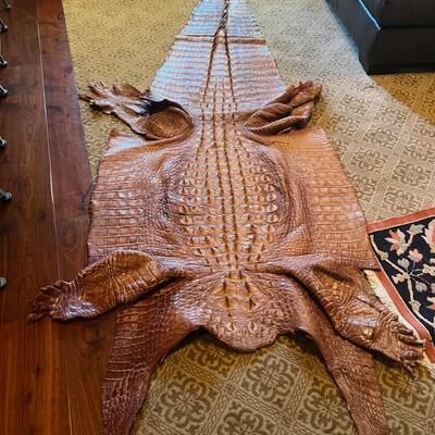 LARGE 11 foot Alligator Hide - tanned, responsibly tagged
