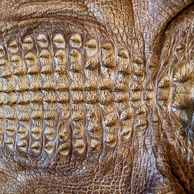LARGE 11 foot Alligator Hide - tanned, responsibly tagged
