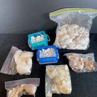 Lot 130  Craft Shells in Bags