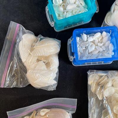 Lot 130  Craft Shells in Bags