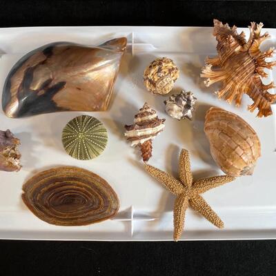 Lot 132. Assorted Fancy Shells