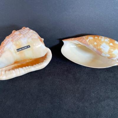 Lot 133  Two large Shells