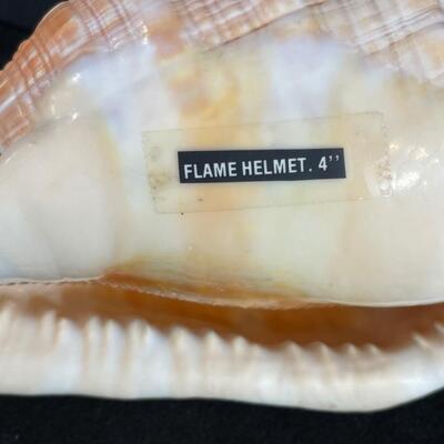 Lot 133  Two large Shells