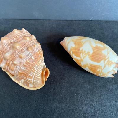 Lot 133  Two large Shells