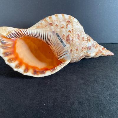 Lot 134. Triton's Trumpet Conch Shell