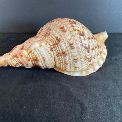 Lot 134. Triton's Trumpet Conch Shell