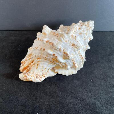 Lot 135. Large Conch Shell
