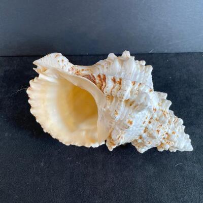 Lot 135. Large Conch Shell