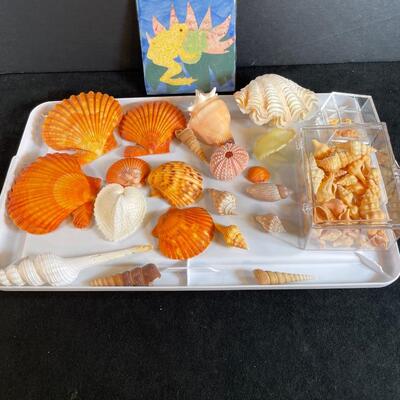 Lot 136  Shell Assortment - orange