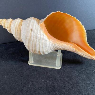 Lot 137. Large Conch