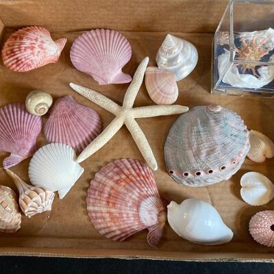Lot 138. Shell Assortment - Pink