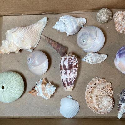 Lot 139. Shell Assortment - Tan/brown