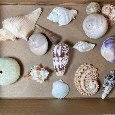 Lot 139. Shell Assortment - Tan/brown