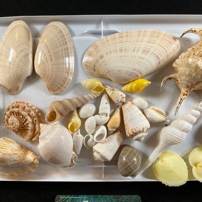 Lot 140. Shell Assortment - Angel Wings