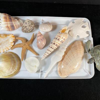 Lot 141  Shell Assortment with Starfish and Turtle