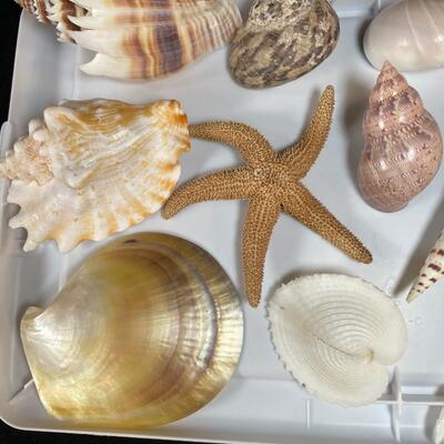 Lot 141  Shell Assortment with Starfish and Turtle