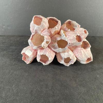 Lot 143  Barnacle Shell