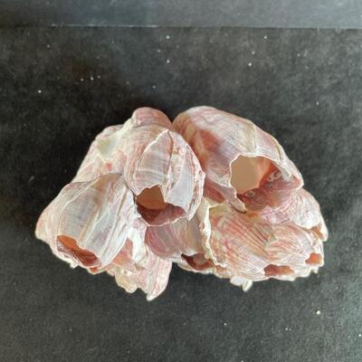 Lot 143  Barnacle Shell