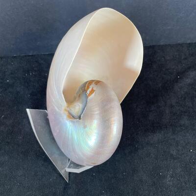 Lot 144. Nautilus Shell
