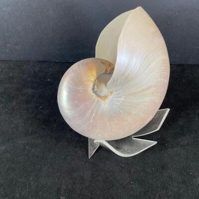 Lot 144. Nautilus Shell